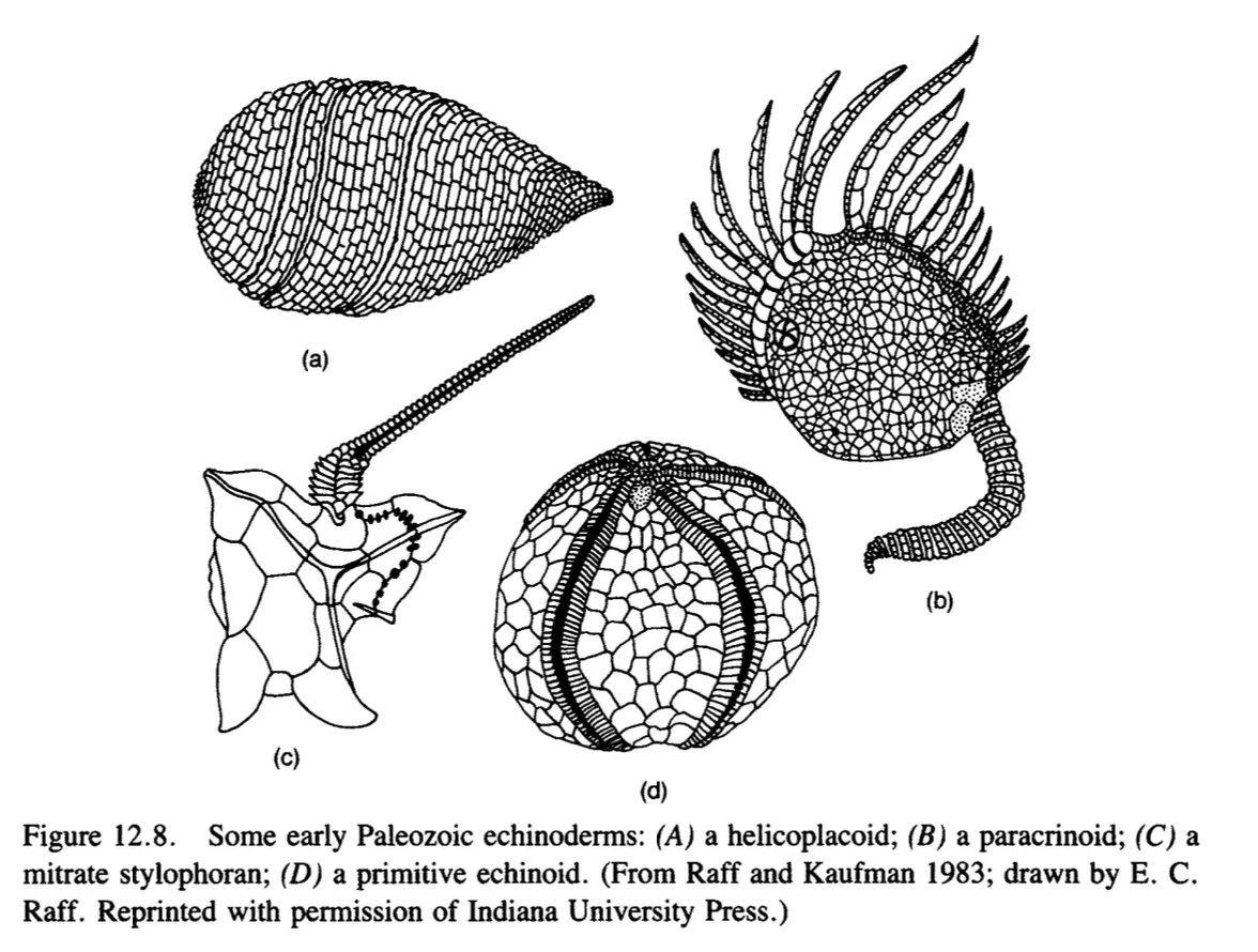 Primary-source scan of Figure 12.8 from Raff's The Shape of Life showing early Paleozoic echinoderms.