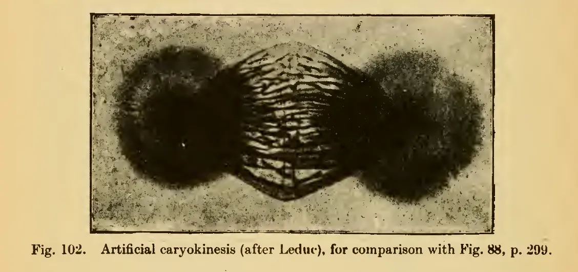 Primary-source scan of Thompson's figure 102 showing artificial caryokinesis.