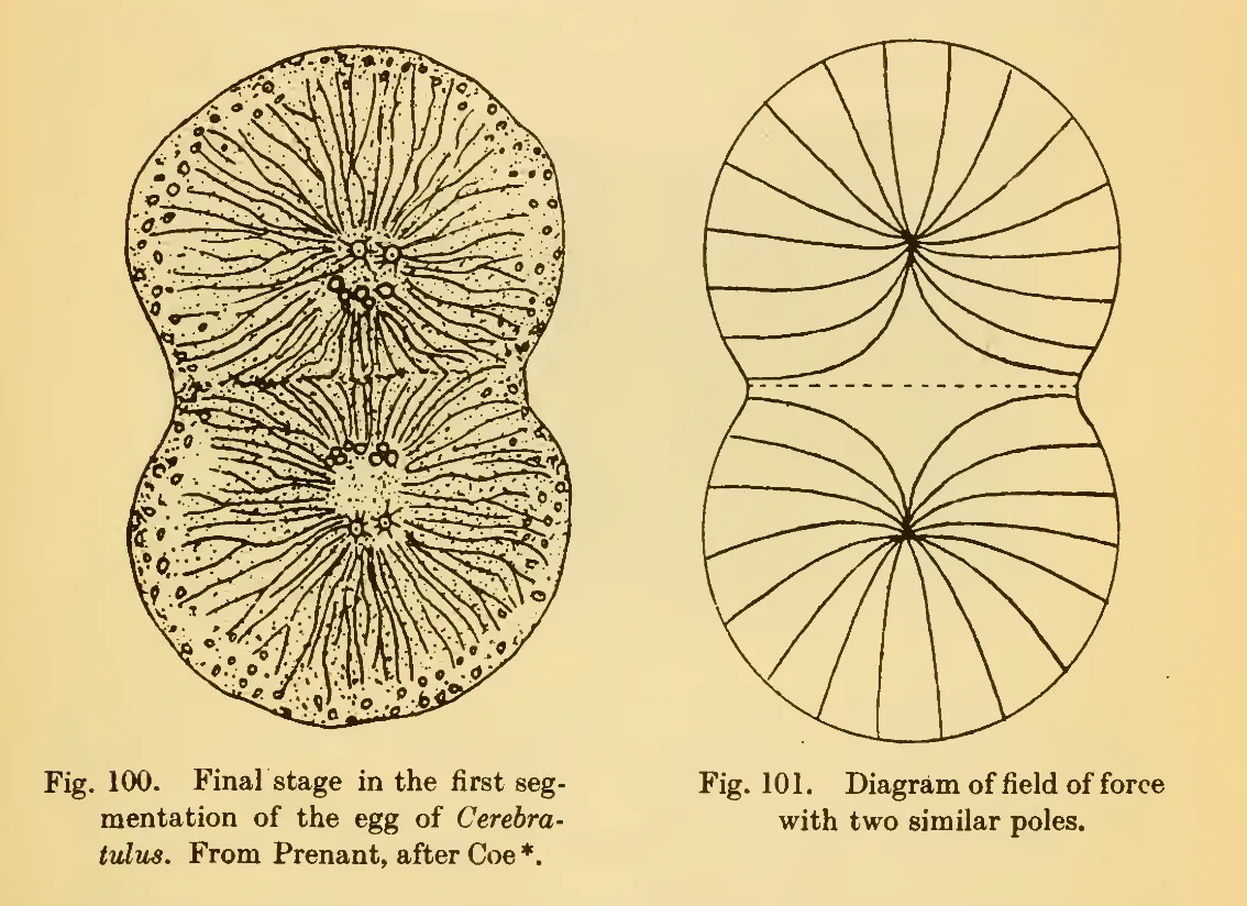 Primary-source scan of Thompson's figures 100 and 101 showing egg segmentation and a corresponding field-of-force diagram.